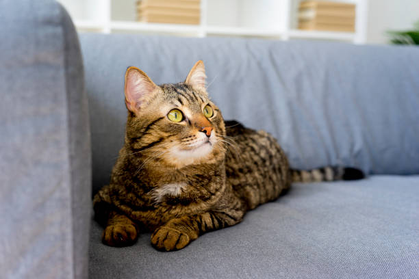 istock Portrait of a cat 842841704