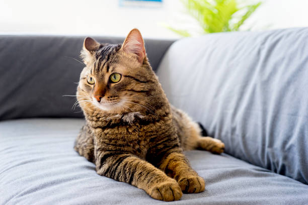 istock Portrait of a cat 842844242