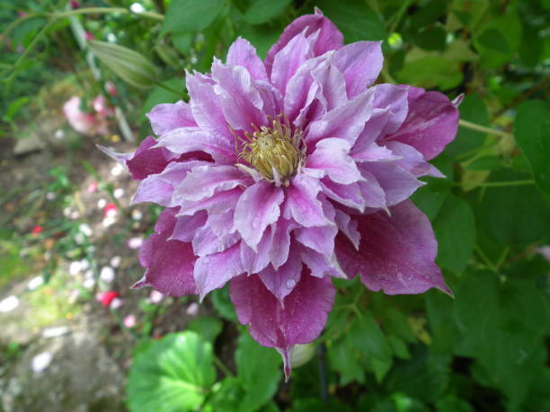istock clematis piilu purple white flower 842844486