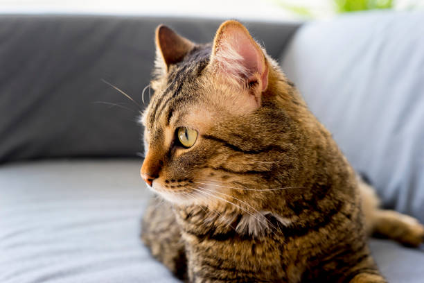 istock Portrait of a cat 842844508