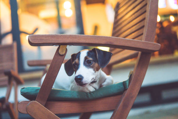 istock Jack russel lying in the chair 842844974