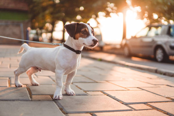 istock Jack russel puppy in the city 842848070