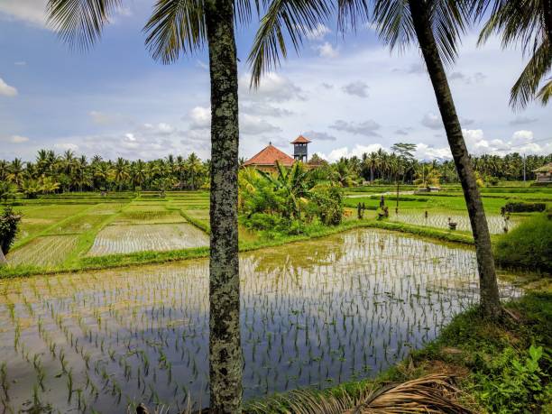 istock bali countryside, indonesia 842848706