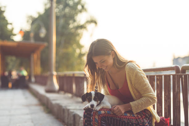 istock Jack russel sitting in young woman's lap 842848772