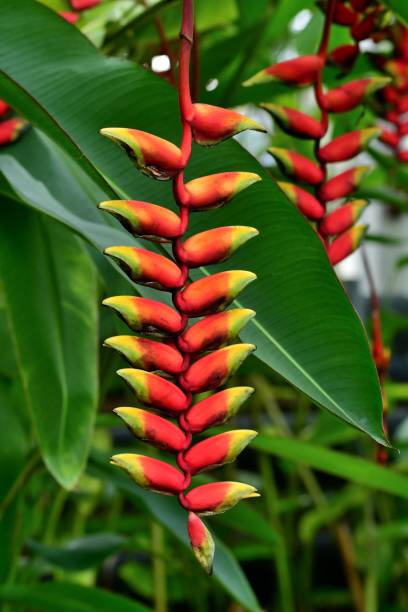 istock Heliconia / Lobster-claw / Toucan peak 842857398