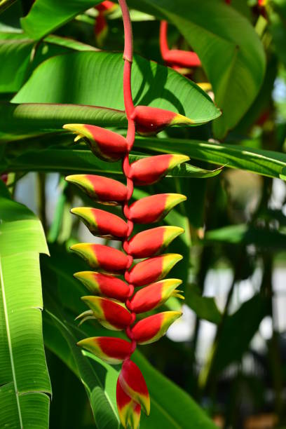 istock Heliconia / Lobster-claw / Toucan peak 842858398
