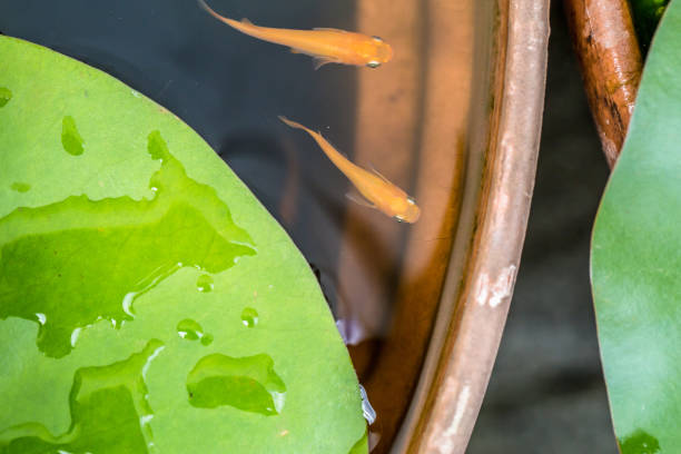 睡蓮とメダカ - 水生植物 ストックフォトと画像