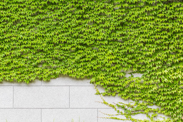 istock Fresh green ivy crawling on the wall 842870526