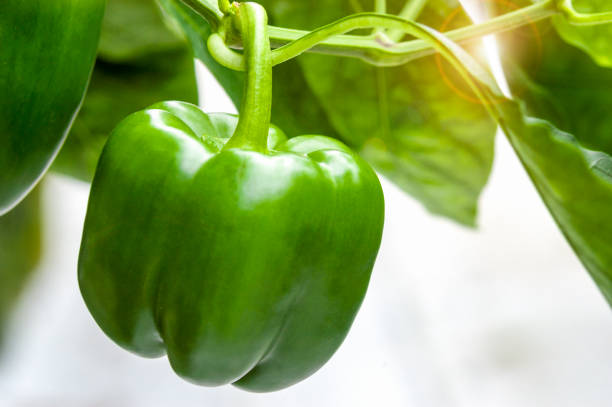 зеленый перец завод с солнцем вспышки - pepper bell pepper growth ripe стоковые фото и изображения