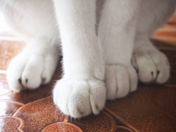 istock Feet of cat 842879598