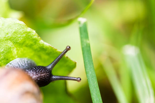 istock Small snail crawling on green leaf in grass 842882724