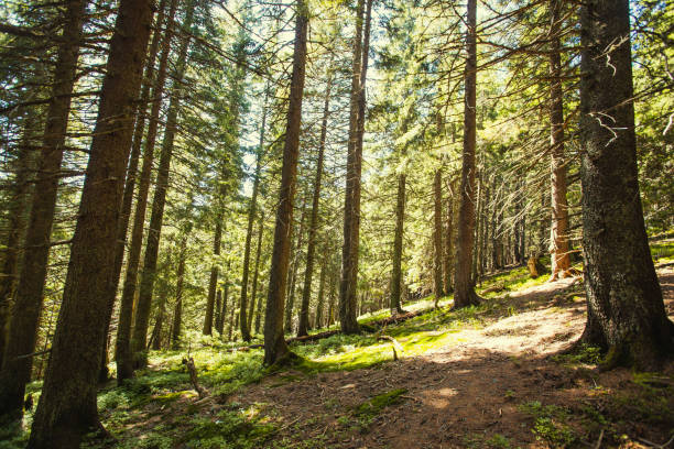 istock spire forest in the Carpathian mountains 842882766