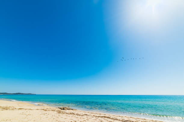 istock Flock of birds flying over Costa Rei 842886154