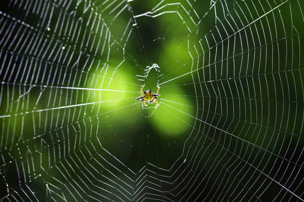 istock beautiful spiny orb weaver building on cobweb with green bokeh background. 842887156