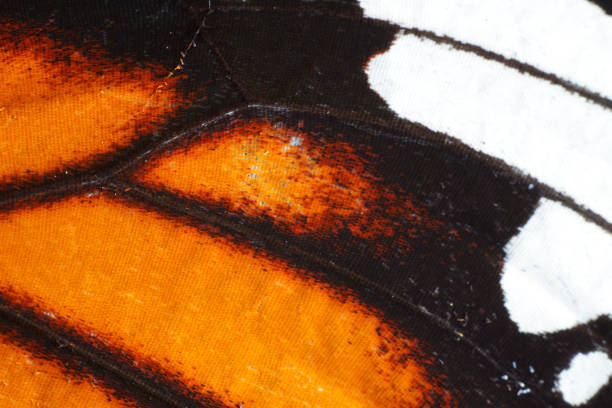 istock extreme macro of butterfly wing texture 842887560