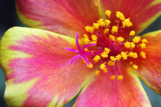 istock extreme macro of common purslane flower 842887614
