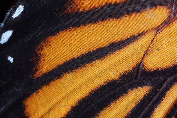 istock extreme macro of butterfly wing texture 842887654