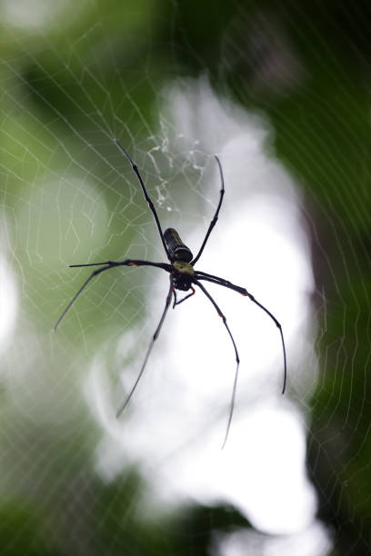 istock close up of tropical spider on cobweb with beautiful bokeh background. 842890110