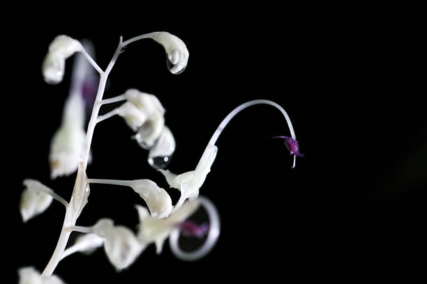 istock close up of white globba flower isolated on black background and copyspace. 842890144