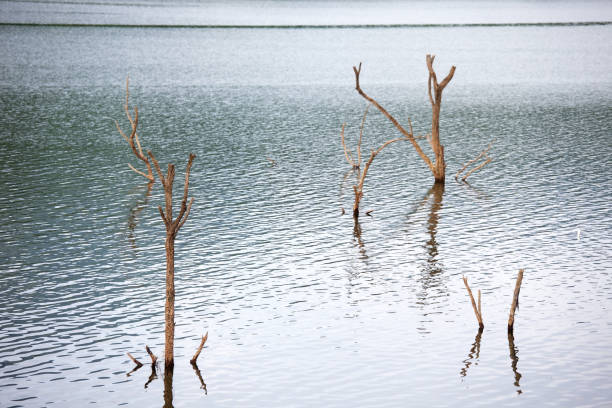 istock landscape of dry tree in the lake 842890258