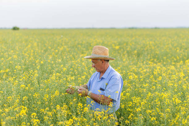 istock Senior farmer standing in a rapeseed field and examining crop. 842890414