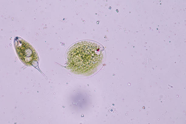 Phacus is a genus of unicellular protists, of the phylum Euglenozoa. Phacus is a genus of unicellular protists, of the phylum Euglenozoa. amoeba photos stock pictures, royalty-free photos & images