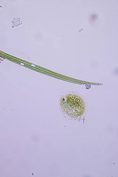istock Phacus is a genus of unicellular protists, of the phylum Euglenozoa. 842890580