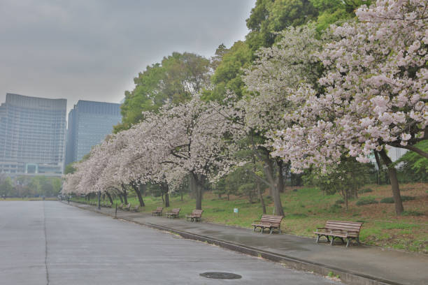 istock Cherry blossom, sakura flower in Marunouchi  Japan 842897218