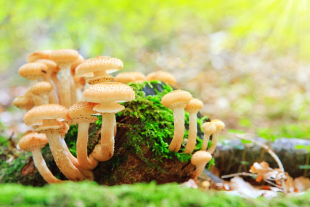 istock Beautiful mushrooms in the moss 842897324