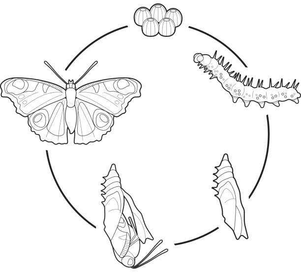 Life Cycle of a Butterfly From egg to Butterfly peacock butterfly stock illustrations