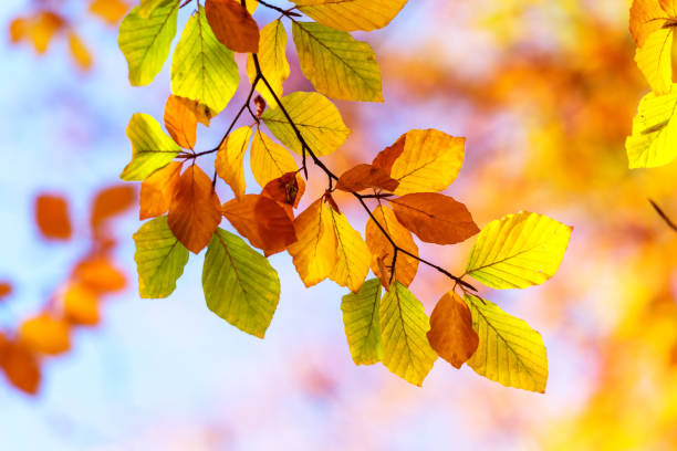 istock Autumn leaves in forest closeup 842898810