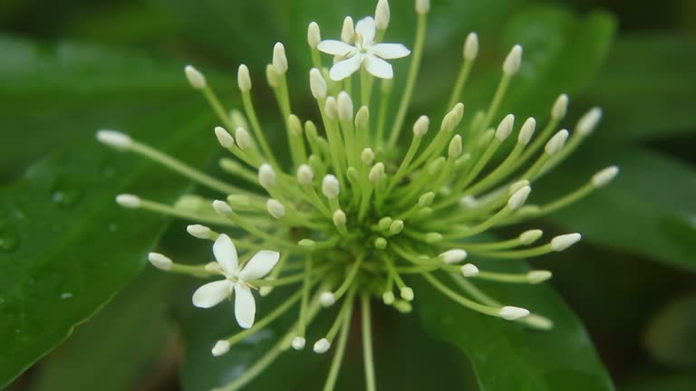 Alev çiçeği (Ixora brevifolia) 3