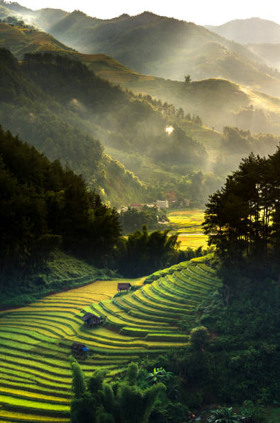 draufsicht der reis terrassierten felder auf mu cang chai district, yenbai provinz, northwest vietnam - homegrown produce environment green forest stock-fotos und bilder