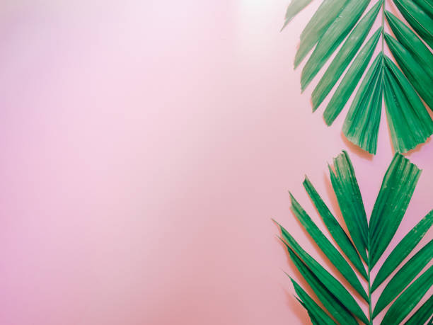 istock minimal summer background concept with vertical arrange palm leaf on pink pastel background 842910284
