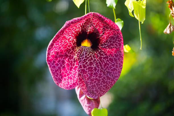 istock Spiritsflower, spirits, paid ads, ghosts, Aristolochia 842910848