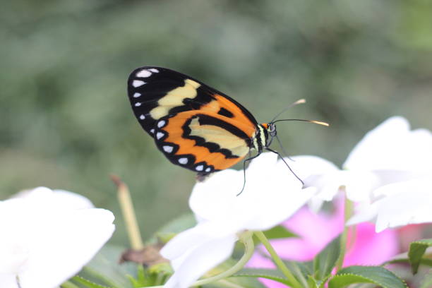 istock Butterfly and Flower - Placidina euryanassa 842912280