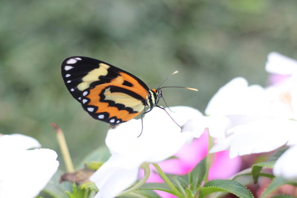 istock Butterfly and Flower - Placidina euryanassa 842914722