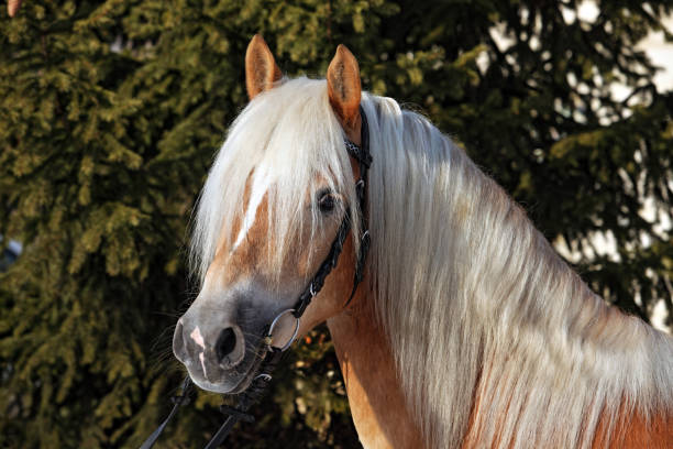 Haflinger, sorrel pony, portrait against summer green bushes