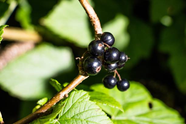 istock Beautiful berries of juicy and black currant 842918736