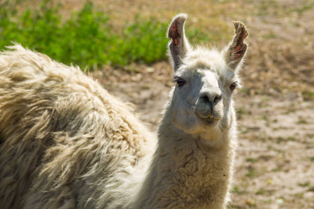 istock Portrait of a white lama 842920634