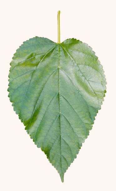 istock Isolated heart shaped wavy edged tree leaf cordate crenate 842921096