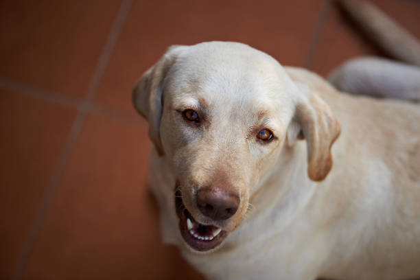Labrador dog sitting against a peach colored background looking at the camera