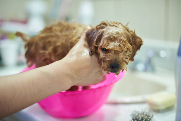 istock Washing small brown poodle puppy 842924174