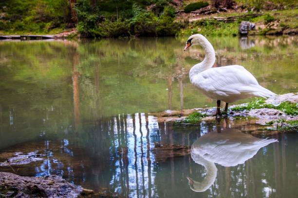 istock a swan in lake of Sompunt 842924278