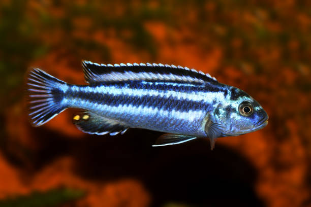 blu metallico mbuna malawi ciclide melanochromis johannii pesce d'acquario johanni - brooder foto e immagini stock