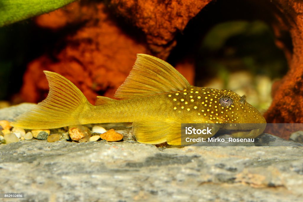Pleco fantasma verde L200 Hemiancistrus subviridis pesce d'acquario - Foto stock royalty-free di Loricaridi