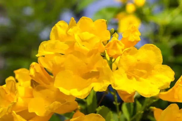 Yellow elder, Trumpetbush, Trumpetflower, Yellow trumpet-flower