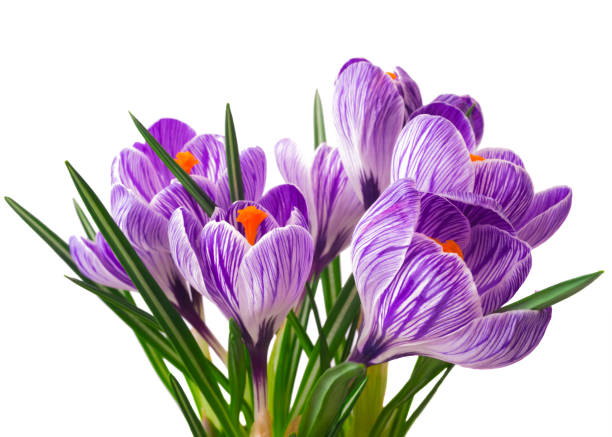 istock close up of beautiful crocus on white background - fresh spring flowers. 842936730