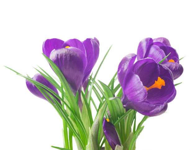 istock close up of beautiful crocus on white background - fresh spring flowers. 842936954