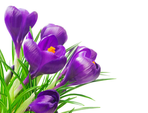 istock close up of beautiful crocus on white background - fresh spring flowers. 842937648